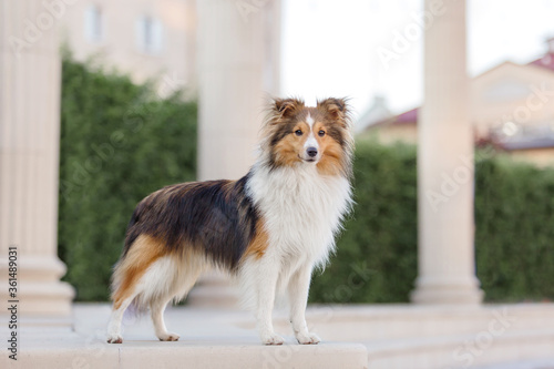 Shetland Sheepdog at the city. Dog on the walk. Town. Urban. Trip. Travel with pet