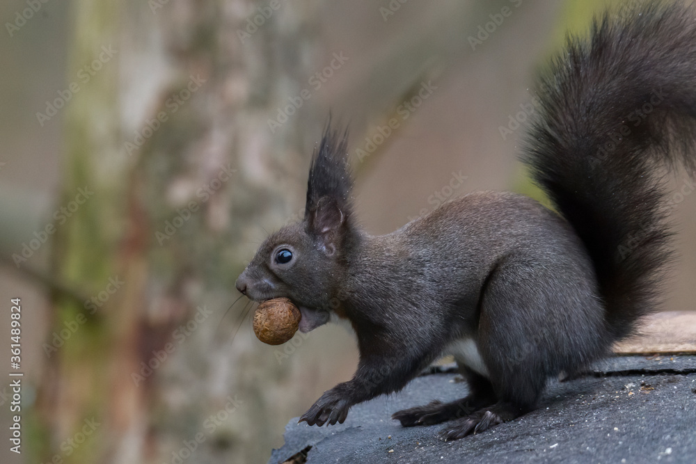 European brown squirrel in winter coat on a branch in the forest European brown squirrel in winter coat on a branch in the forest