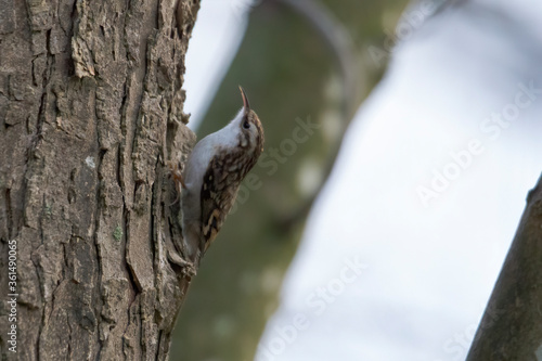Treecreepers on the bark of a tree foraging