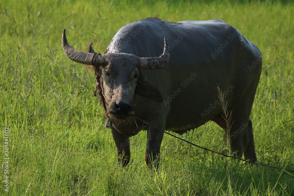 buffalo in the field buffalo in the field