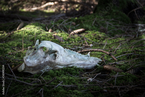 skeletonized part of a boar skull in moss © were