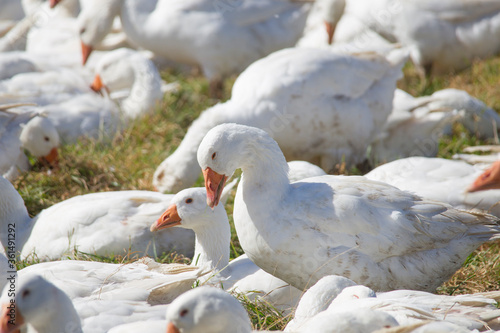 Fototapeta Naklejka Na Ścianę i Meble -  A flock of white geese in the meadow