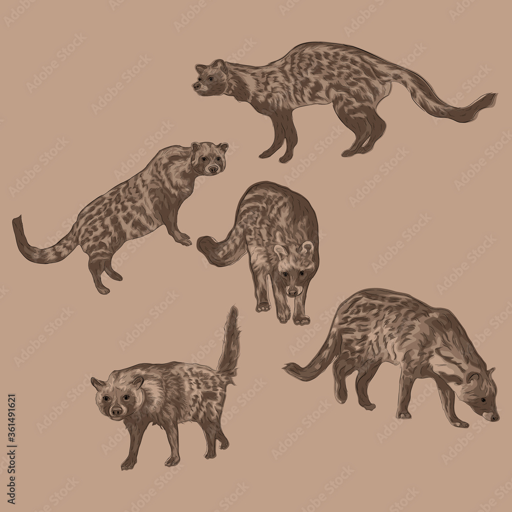 Naklejka premium Animal Wildlife African Civet Overlapping Vector Style Set