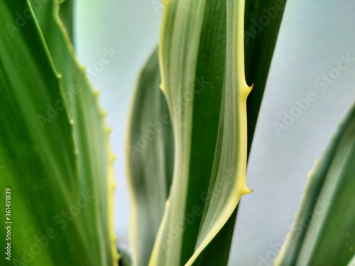 close up of green leaves