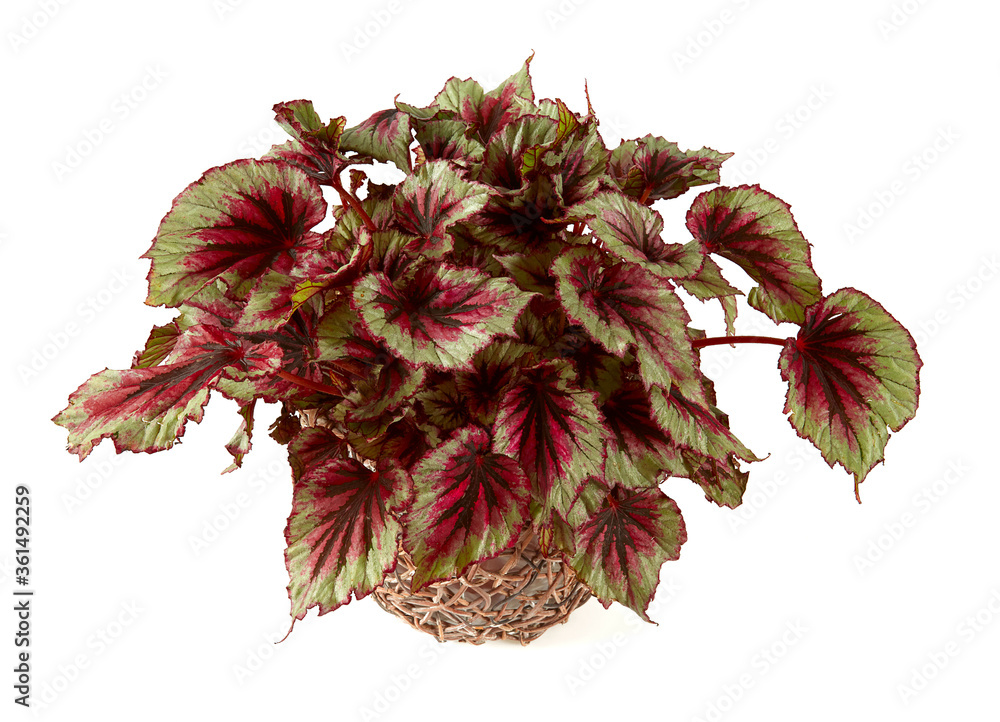 begonia rex isolated on white background Stock Photo | Adobe Stock