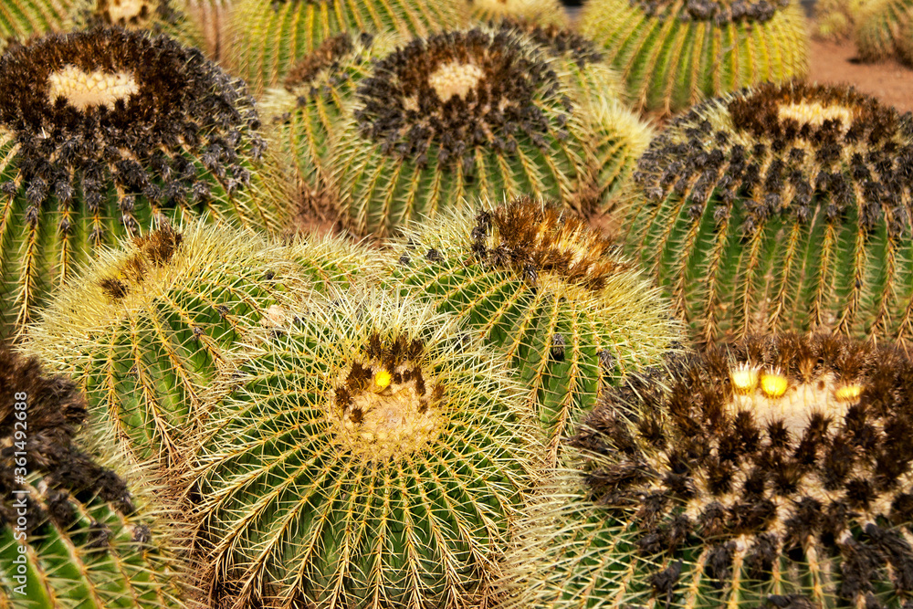 Group of cactuses. Canary islands. Tenerife. Spain. Group of cactuses. Canary islands. Tenerife. Spain.