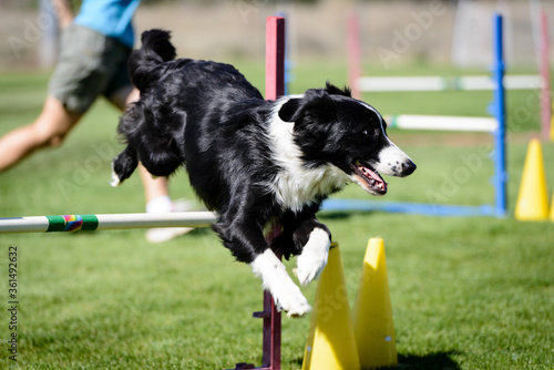 Dog Agility Trial