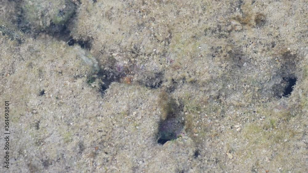fish in hole of the coral rock fish in hole of the coral rock