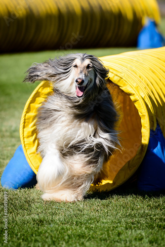 Dog Agility Trial