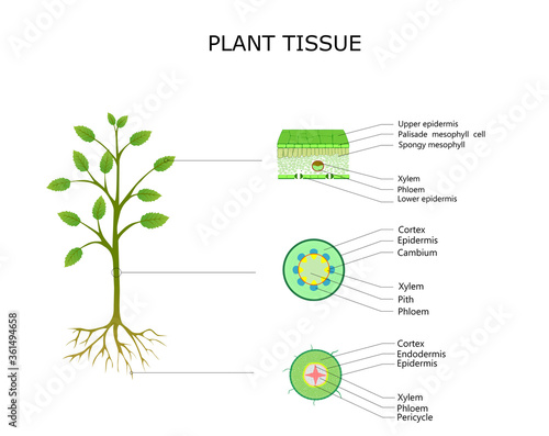 Plant tissues diagram, leaf, stem and root anatomy. Illustration for school and scientific use. photo