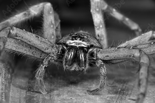 Big hairy spider in black and white