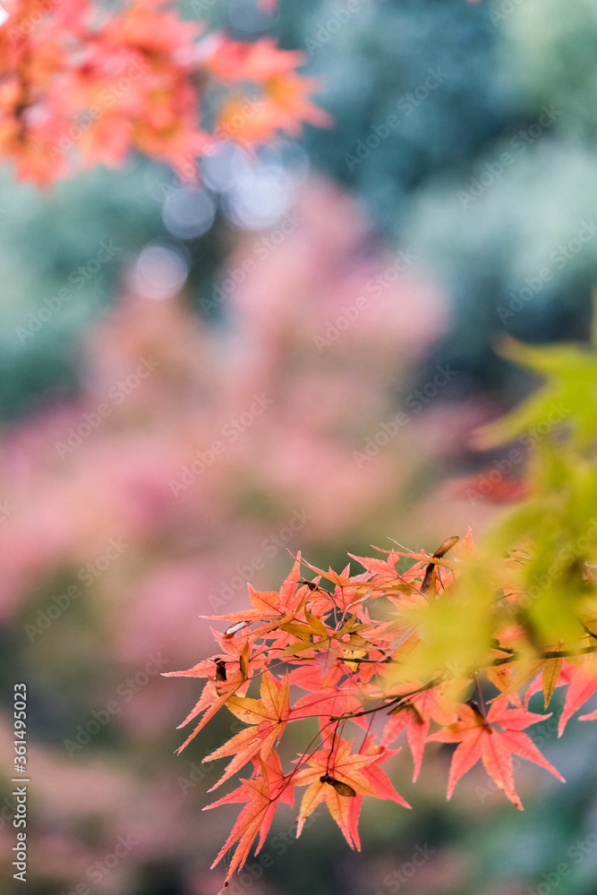 Japanese autumn colered leaves Momiji , and Bokeh Japanese autumn colered leaves Momiji , and Bokeh