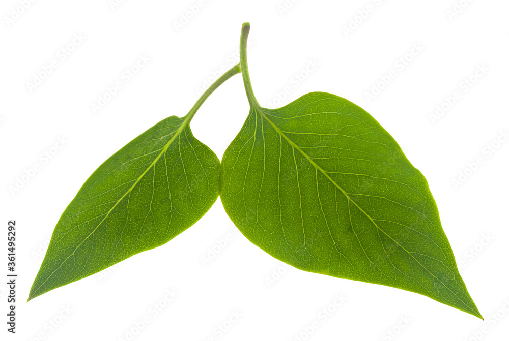Fototapeta premium Green leaves Isolated on a white background