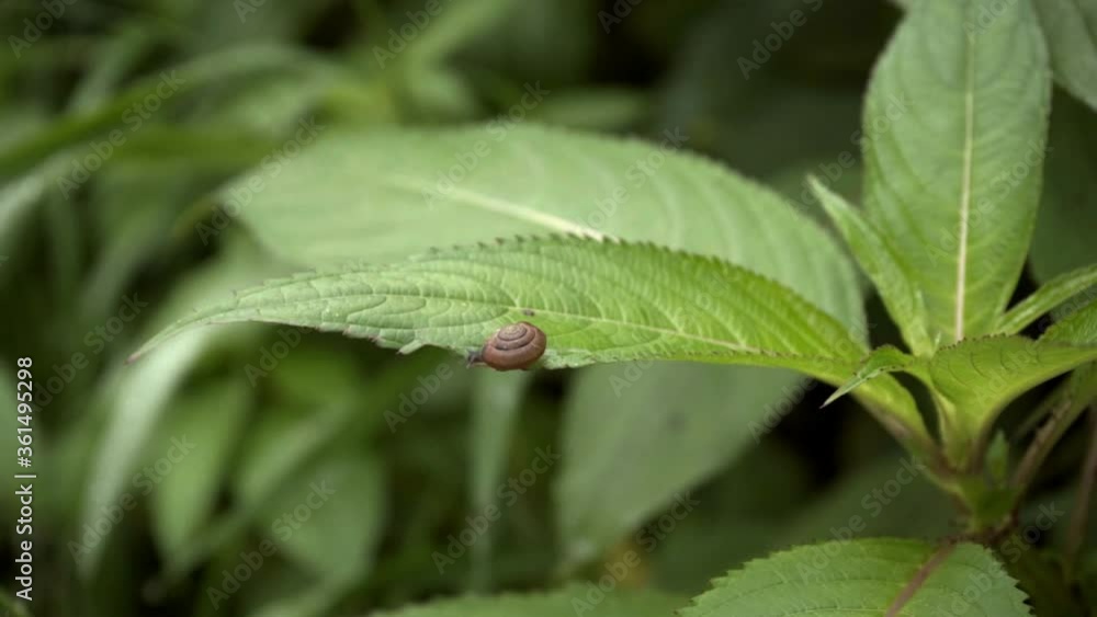 Snail gets hit by waterdrop and fell of the leaf. slow motion raindrops Snail gets hit by waterdrop and fell of the leaf. slow motion raindrops