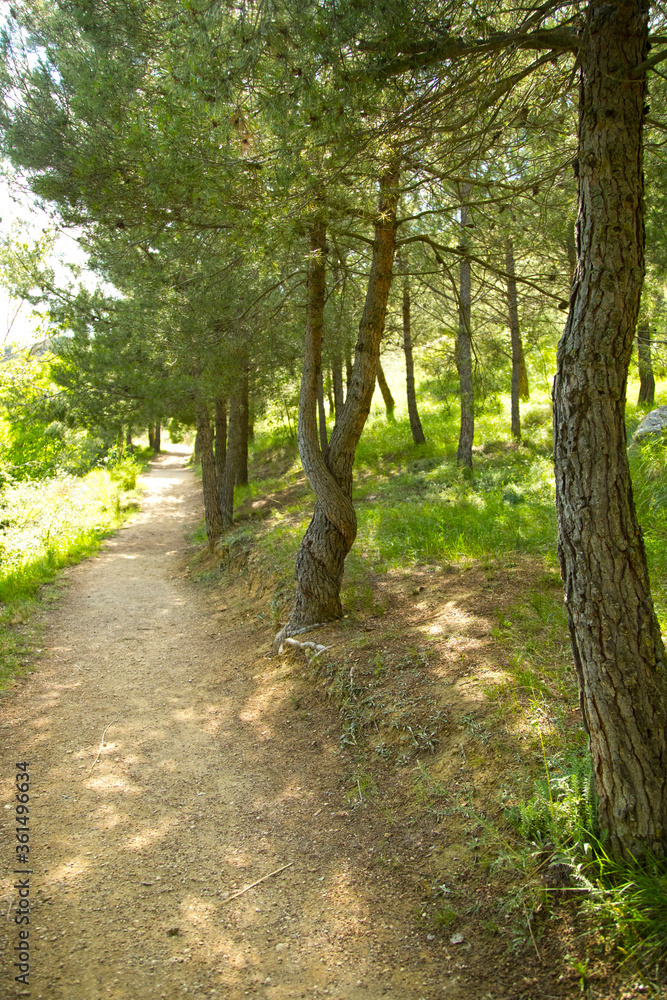 Bosque verde, paseo por el bosque, verde, verano, dia de sol, luz y sombra, naturaleza, parque, aragon, españa, muchos arboles, fresco