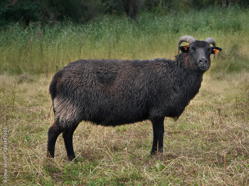 Fototapeta premium Black Hebridean sheep in the meadow isolated