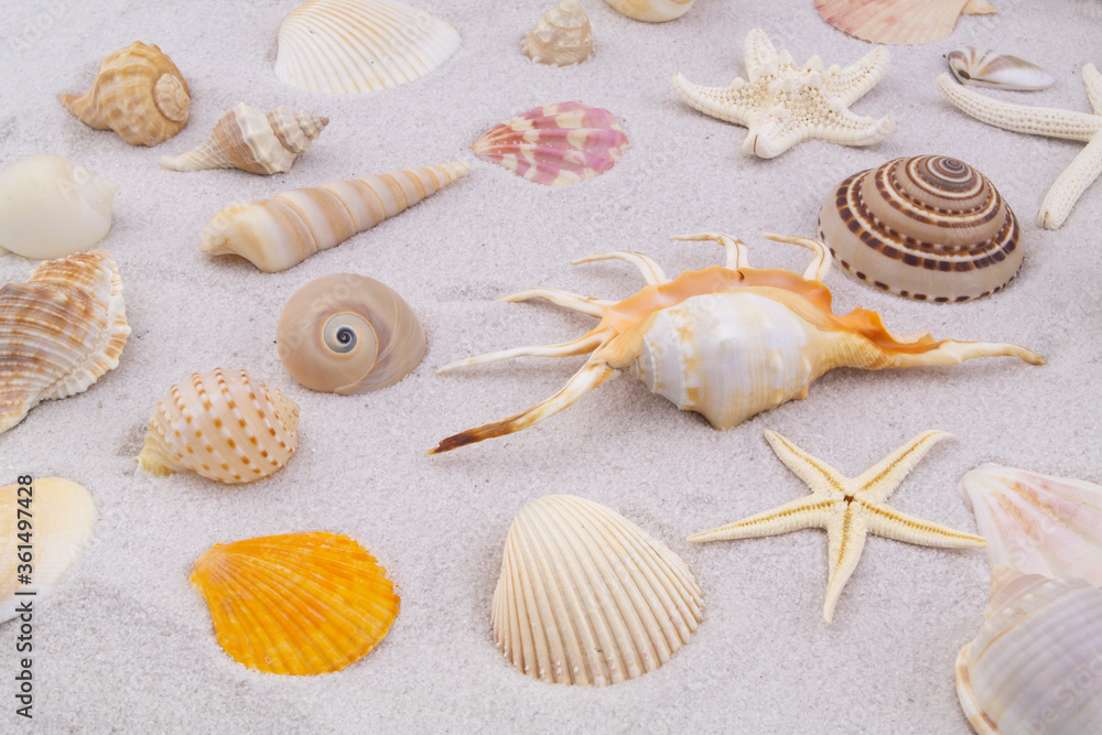 Seashells and starfishes on white sand background