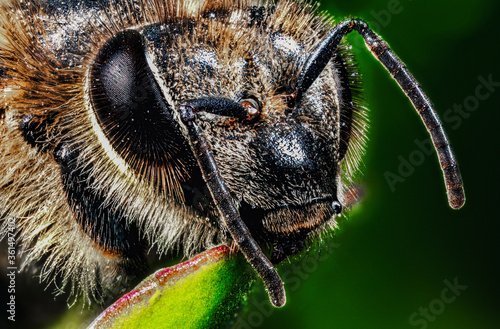 Closeup portrait of Bee macro photo