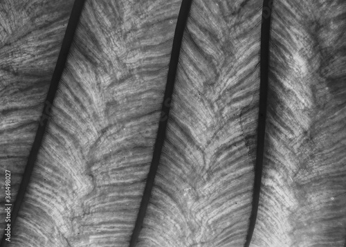black and white leaf close up