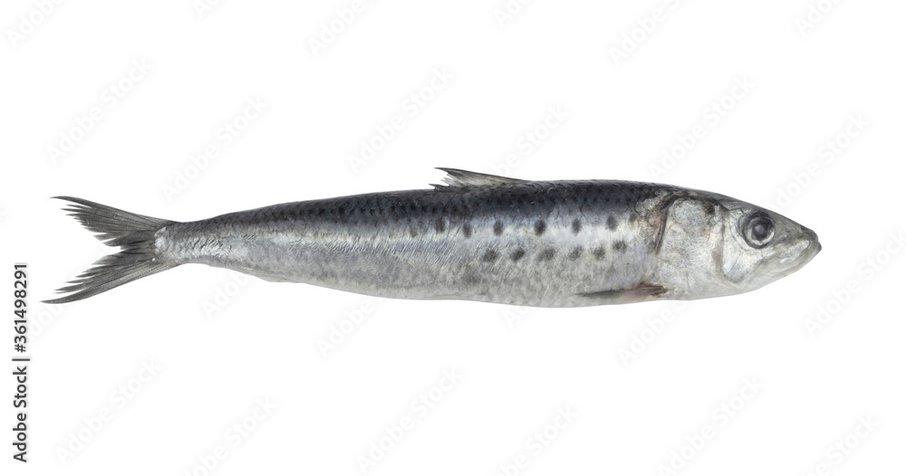 Sardine fish isolated on white background Sardine fish isolated on white background