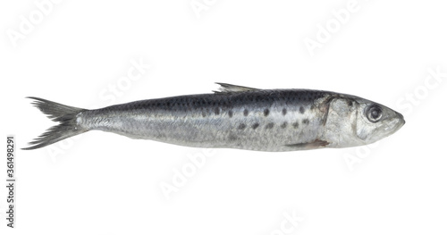 Sardine fish isolated on white background 