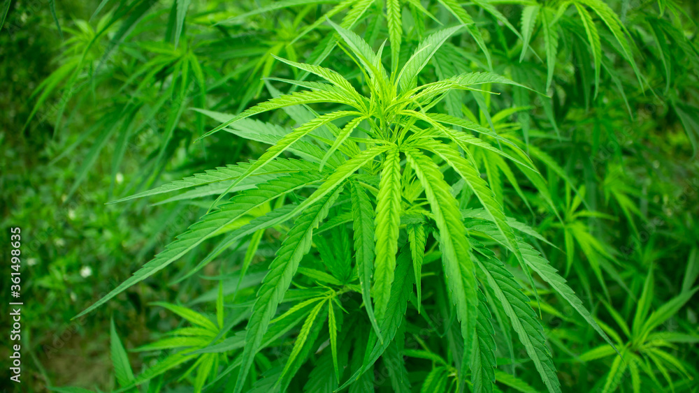 Beautiful green cannabis leaves. It is an improved medicinal plant. Beautiful green cannabis leaves. It is an improved medicinal plant.