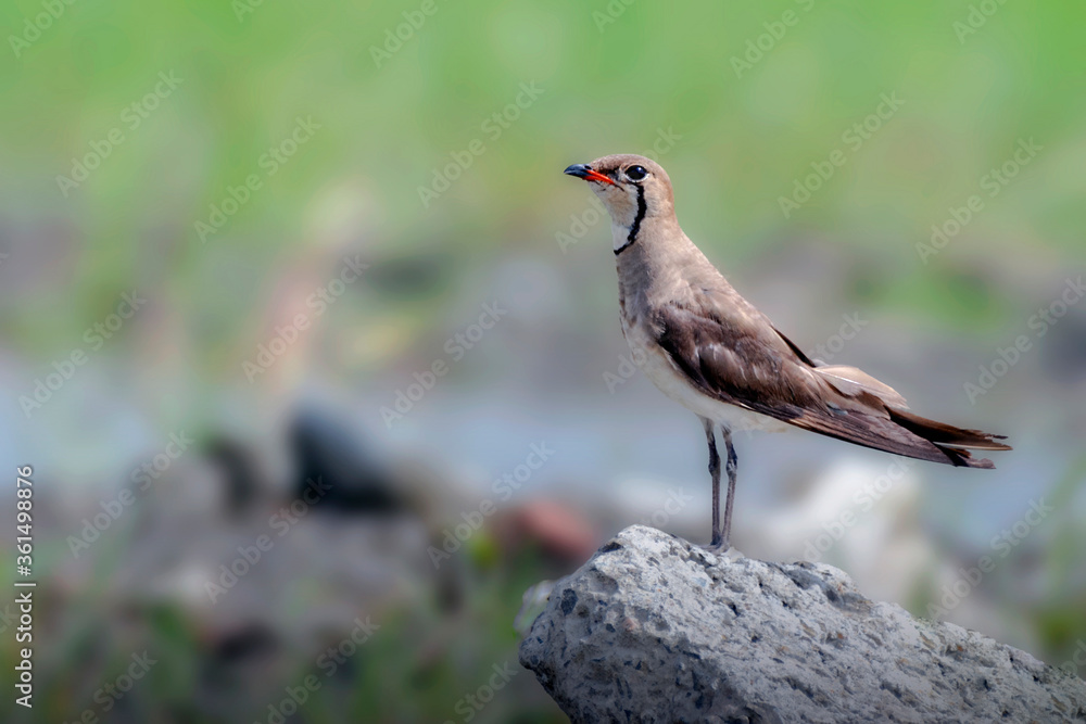 Oriental Pratincole potrait in a Golden Light Oriental Pratincole potrait in a Golden Light