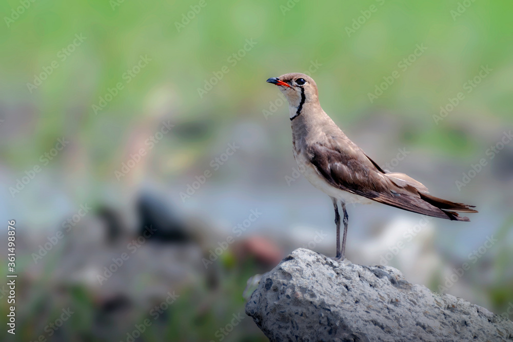 Oriental Pratincole potrait in a Golden Light