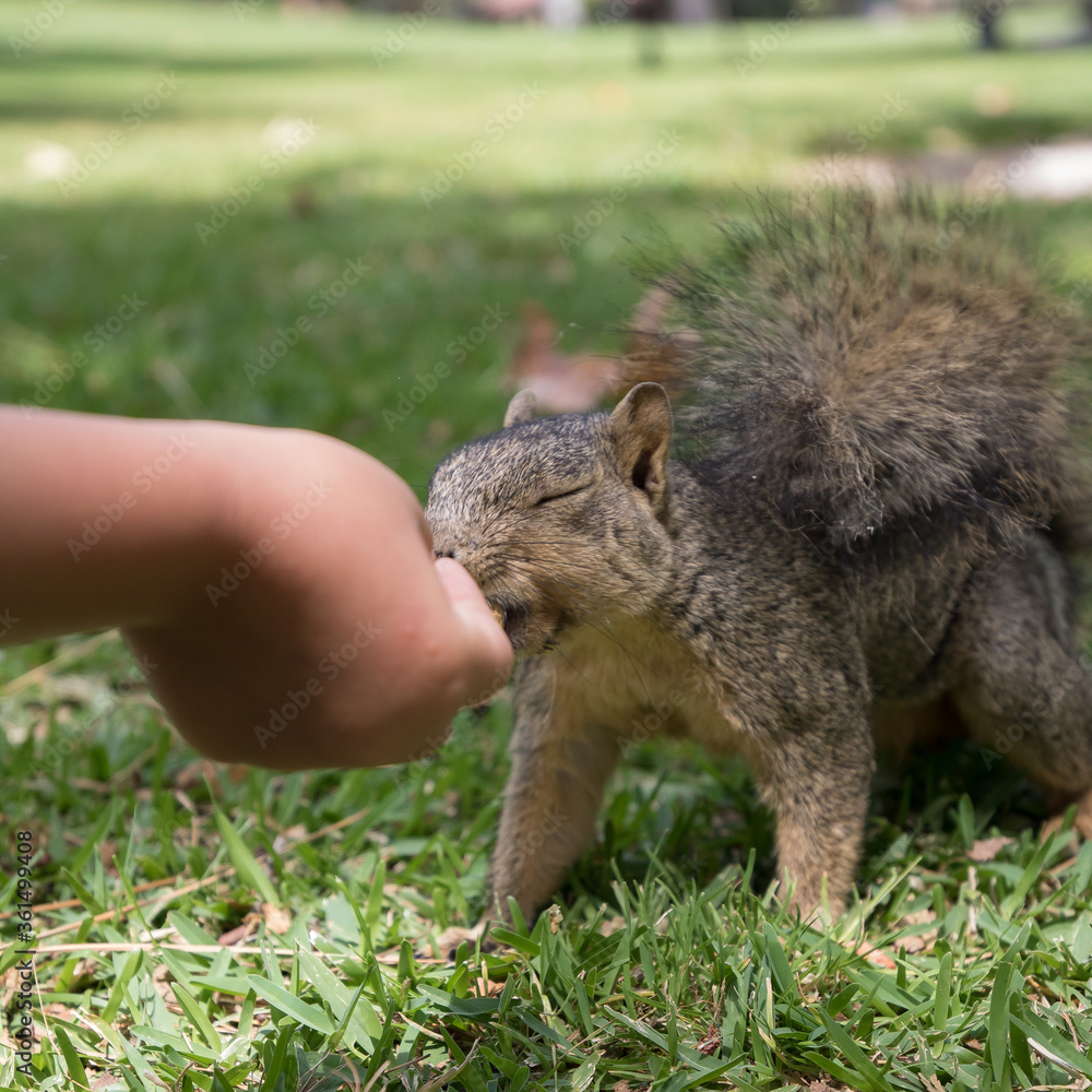 Obraz premium Squirrel