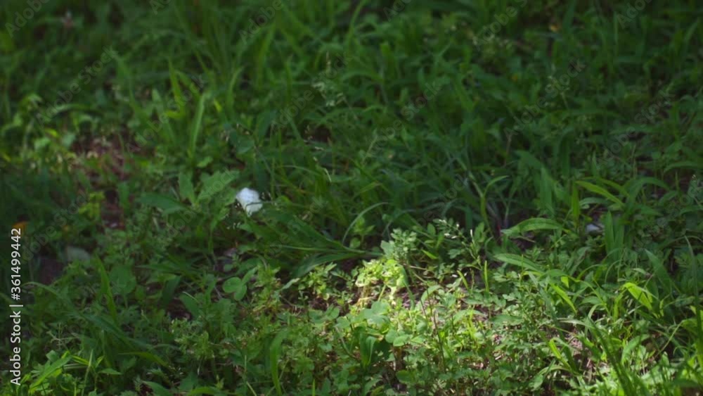 white butterfly in slow motion white butterfly in slow motion