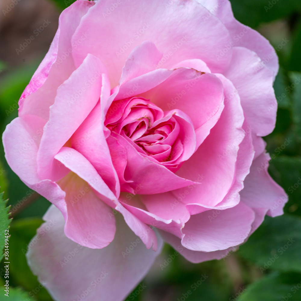 Blooming rose in the garden on a sunny day. Rose The Ancient Mariner Blooming rose in the garden on a sunny day. Rose The Ancient Mariner