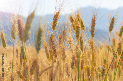 natural and adult wheat ears and agricultural production