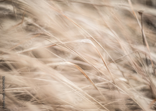 close up of grass - bokeh