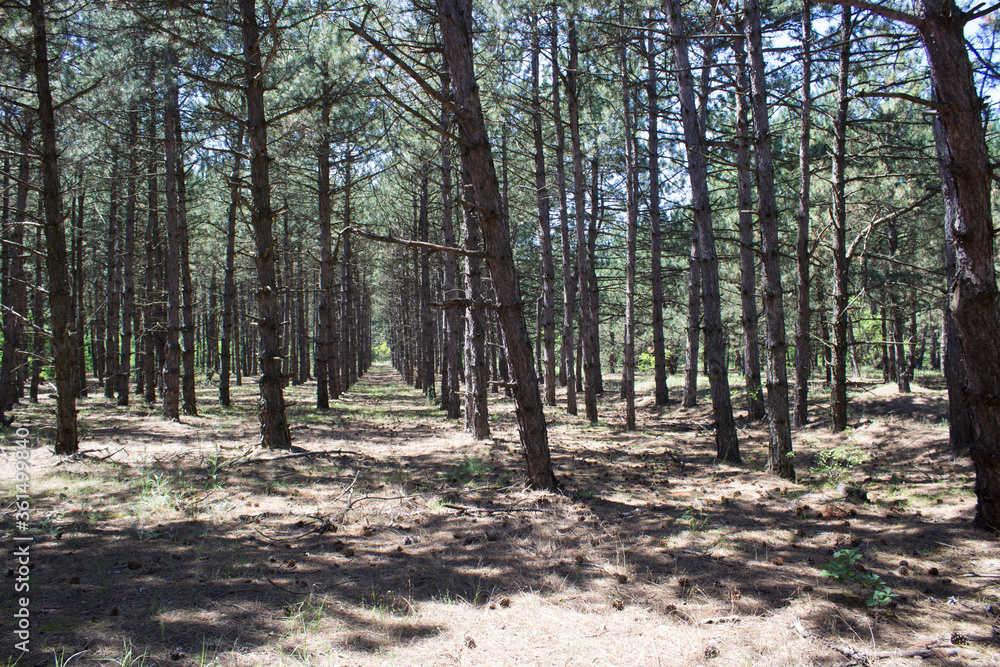 Landscape, forest, pine trees, rest in the forest, park, pine forest Landscape, forest, pine trees, rest in the forest, park, pine forest
