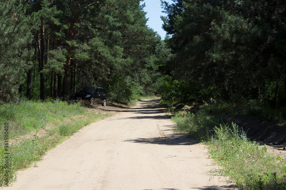 Fototapeta premium Landscape, forest road, path, forest, park