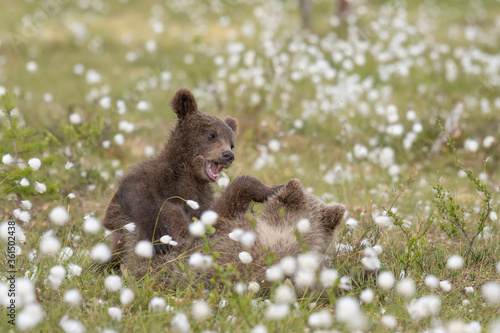 Two Brown bear cubs playing in the middle of the cotton grass on a Finnish bog