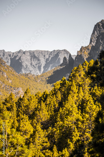 Imagen del bosque de pinos, junto al mirador de La Cumbrecita.