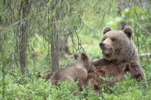 Bear mother nursing her cubs in a dense forest in Suomussalmi, Finland