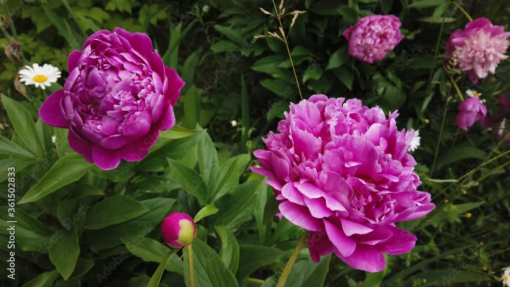 Large pink peonies on a background of grass, swaying in the wind Large pink peonies on a background of grass, swaying in the wind