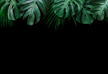 Tropical leaves on black background