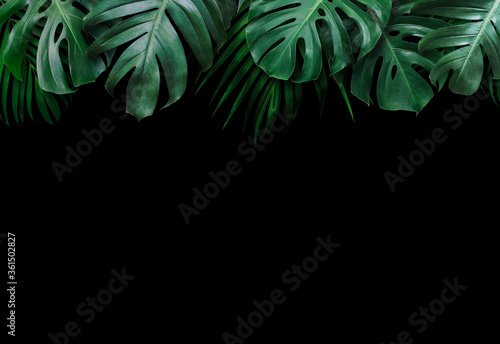 Tropical leaves on black background photo