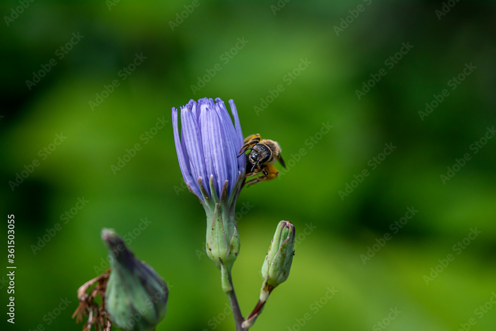 Biene klettert auf einer Blume Biene klettert auf einer Blume