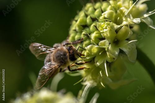 Biene klettert auf einer Blume