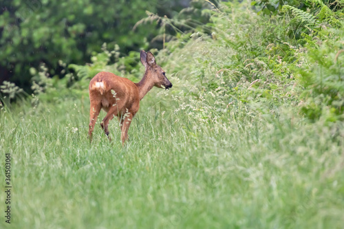 Deer grazing near bushes at edge of a meadow in the rain.