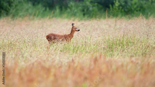 Deer in field with tall dried grass.