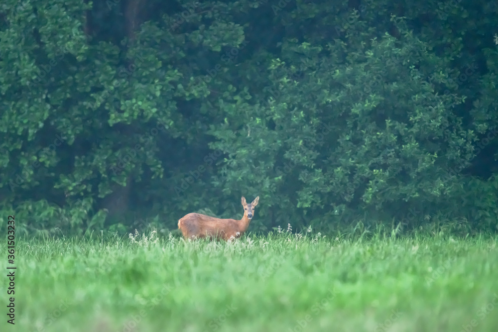 A female deer in meadow at edge of a forest.