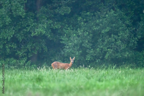 Fototapeta Naklejka Na Ścianę i Meble -  A female deer in meadow at edge of a forest.