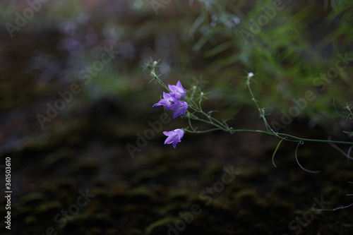 Close up of delicate blue purple colored bluebells (Hyacinthoides) in green grass in April, spring        