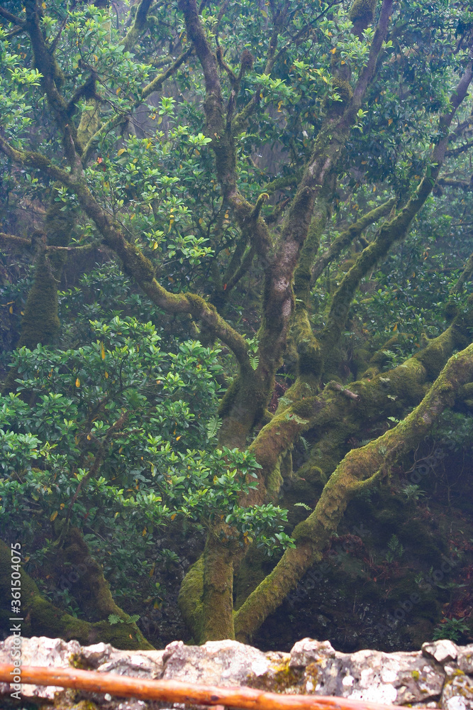 Obraz premium Arbol Garoé, según la leyenda los lugareños venían a recoger agua a este fantástico lugar de la isla del Hierro.