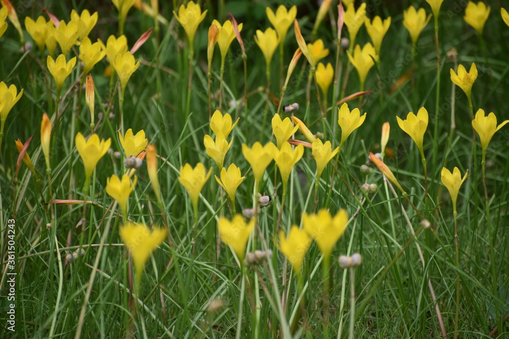 Obraz premium Yellow flowers